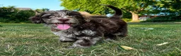 Labradoodle honden te koop: 2 prachtige Labradoodle puppy’s mogen nu verhuizen - Advertentie 10