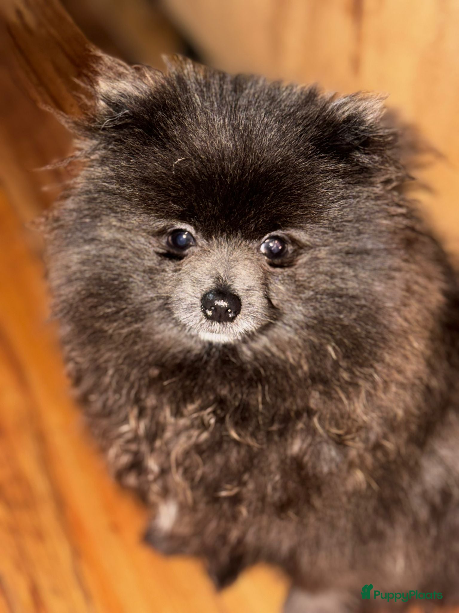 Pomeriaan honden Pomeriaan pup - Advertentie 4