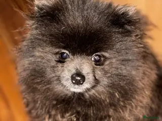 Pomeriaan honden Pomeriaan pup - Advertentie 5