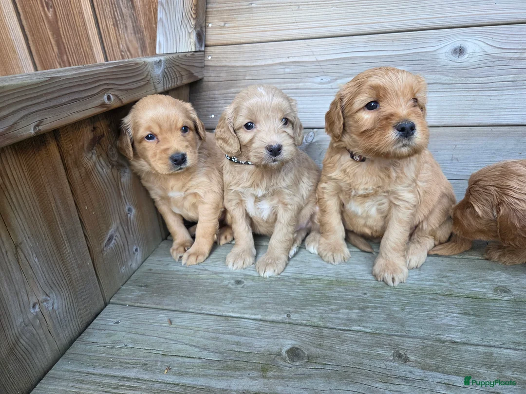 Kruising honden te koop: Labradoodle x Goldendoodle pups - Advertentie 37