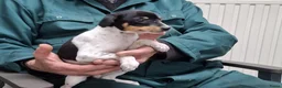 Fox Terriër Gladhaar honden te koop: boerenfox pups - Advertentie 4