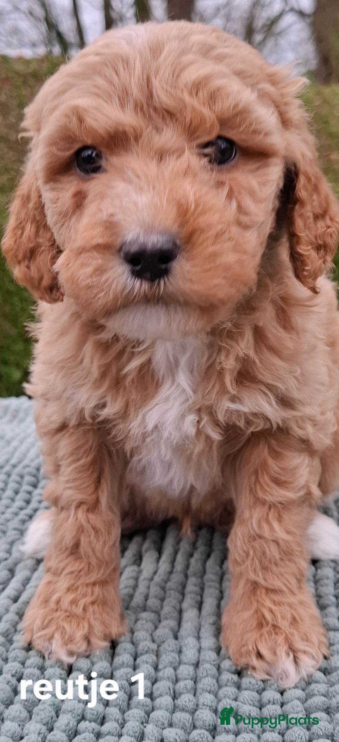 Labradoodle honden te koop: Labradoodle pups kleine  medium  - Advertentie 7