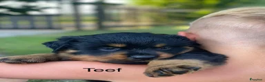 Rottweiler 11