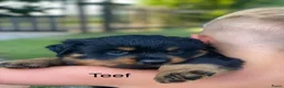 Rottweiler honden te koop: Lieve rottweilers puppy’s  - Advertentie 11