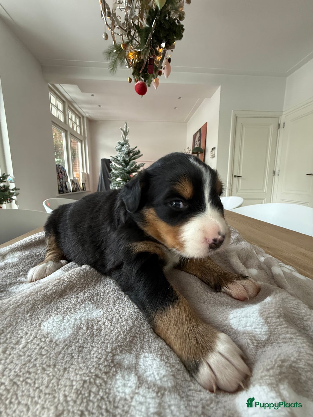 Berner Sennenhond honden te koop: Berner Sennen puppy's zoeken een liefdevol huis - Advertentie 14