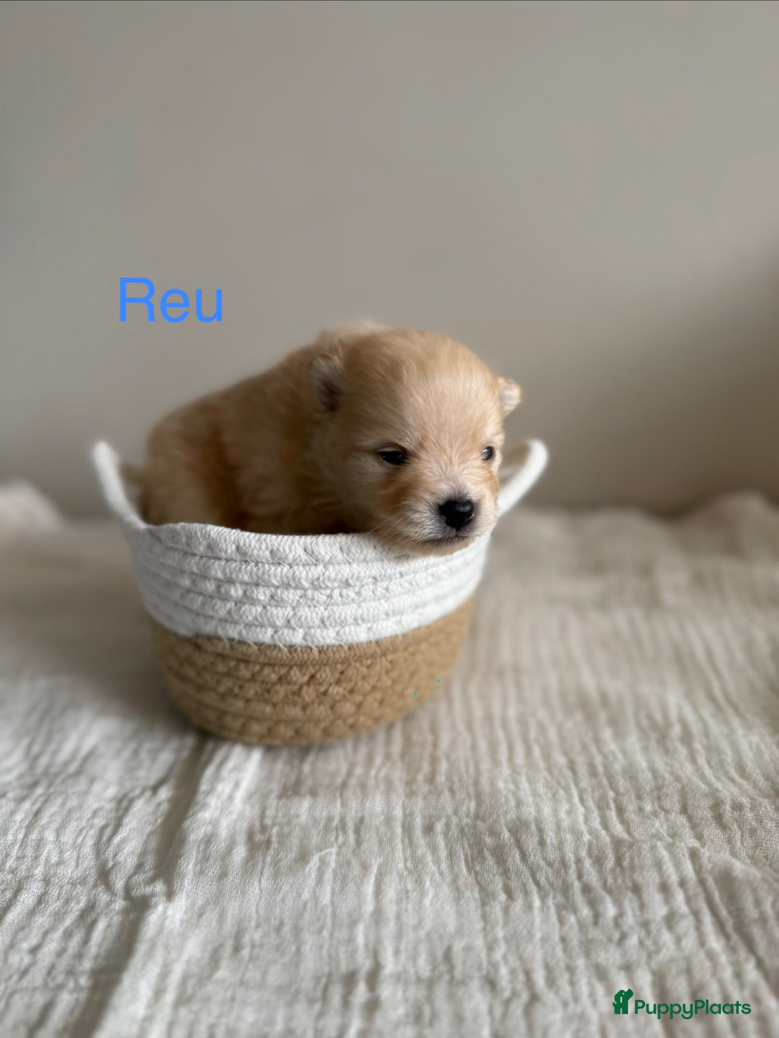 Pomeriaan honden Pomeriaan pups - Advertentie 3