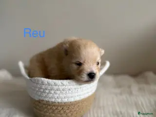 Pomeriaan honden Pomeriaan pups - Advertentie 3