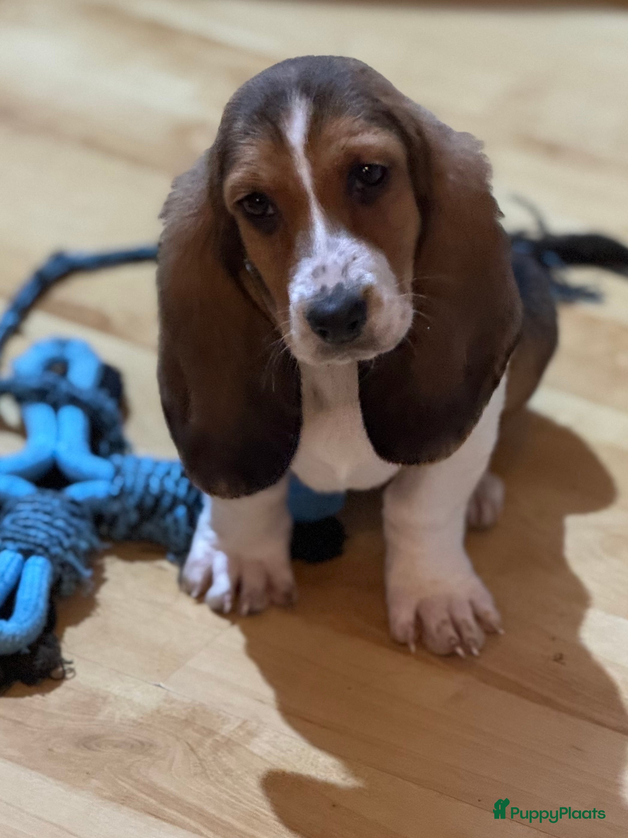 Basset Hound honden Basset hound pups - Advertentie 2