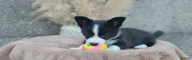 Welsh Corgi Cardigan 2