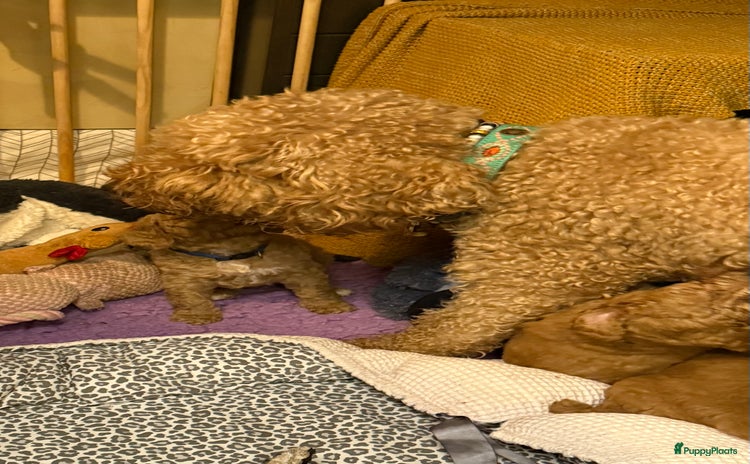 Kruising honden 5 prachtige multigen labradoodle pups - Advertentie 5