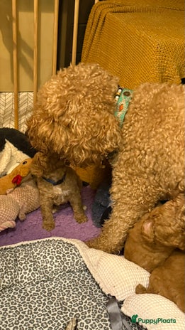 Kruising honden 5 prachtige multigen labradoodle pups - Advertentie 5