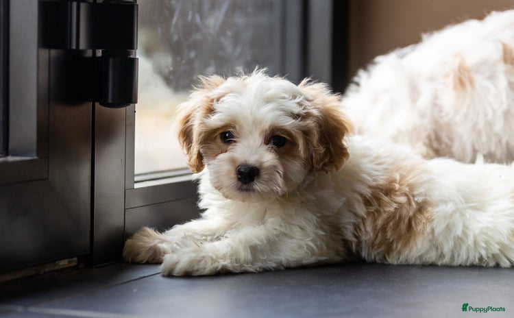 Kruising honden - Advertentie 12