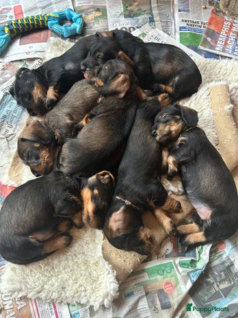 Ruwhaar Teckel honden Dwerg dashond ruwhaar van clubfokker nog reutjes - Advertentie 1