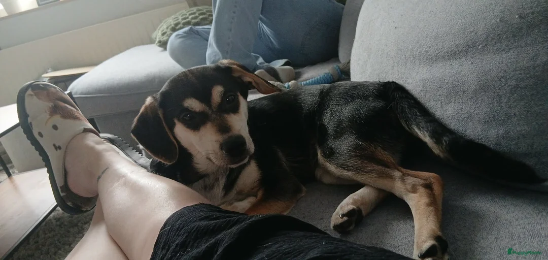 Galerij afbeelding {{count}}