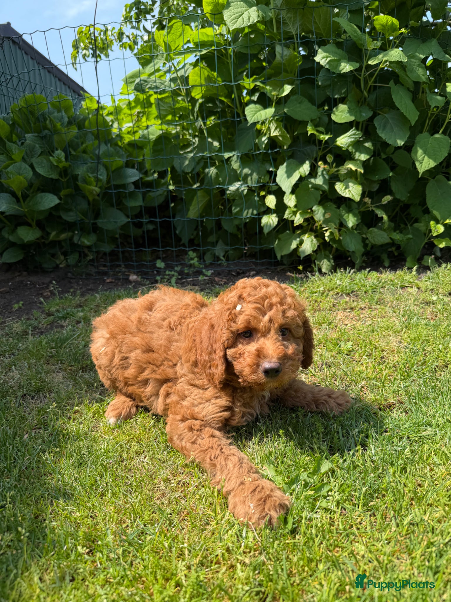 Labradoodle honden te koop: Mini Doodle (Dwergpoedel x Labradoodle) - Advertentie 5