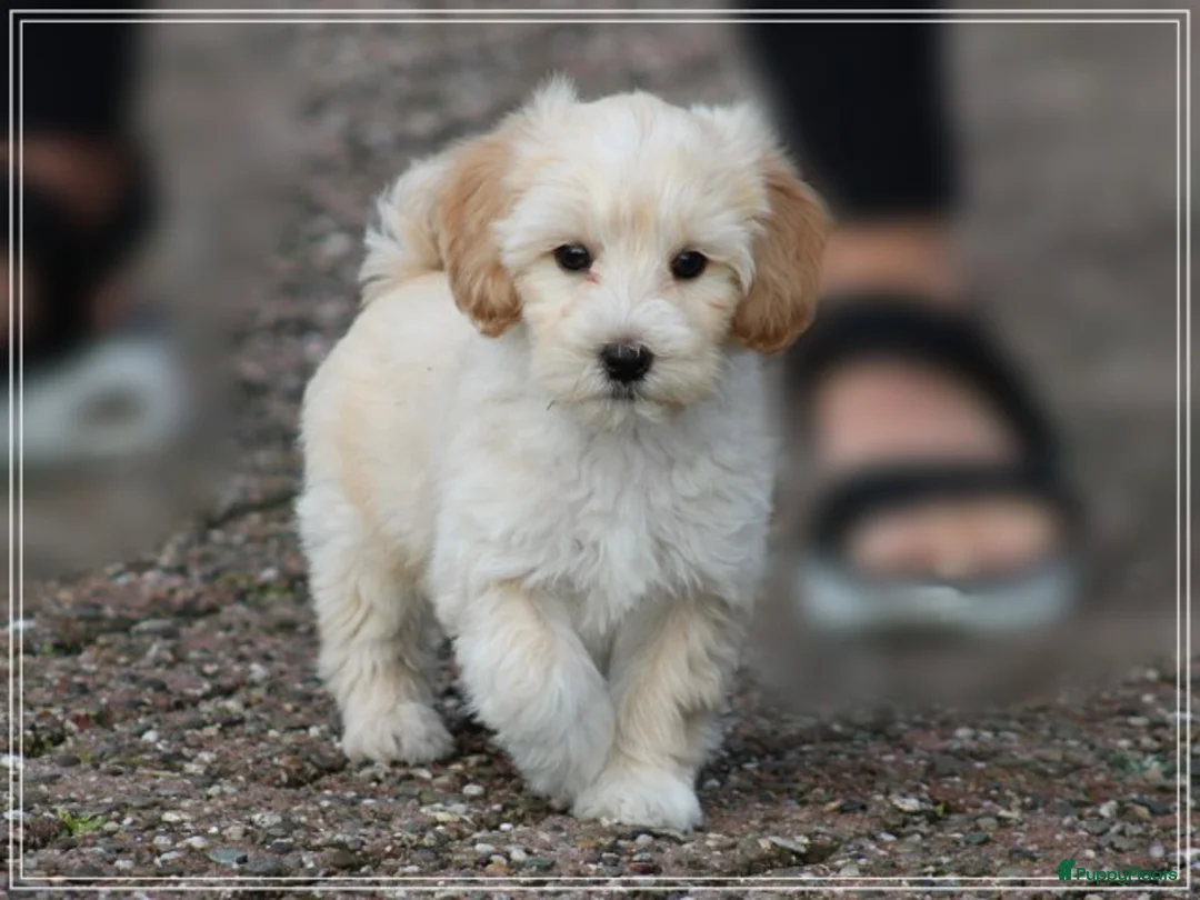 Maltipoo honden te koop: Leuke Maltipoo pups. - Advertentie 16