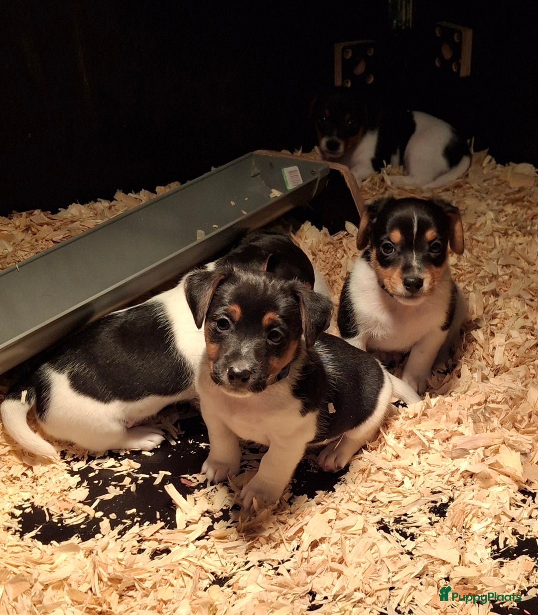 Jack Russel Terriër honden te koop: Jack Russel puppy's  - Advertentie 13