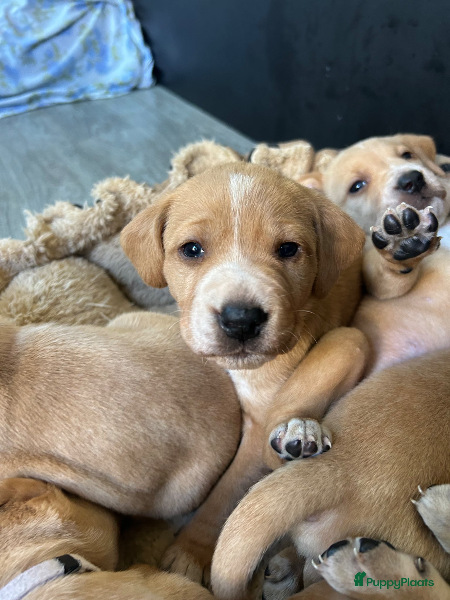 Kruising honden Dalmador 14 maart geboren nog 3 beschikbaar - Advertentie 4