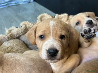 Kruising honden Dalmador 14 maart geboren nog 3 beschikbaar - Advertentie 4