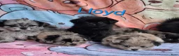 Kruising honden te koop: Prachtig Shiranian F1 pup reu shih tzu x pomeriaan - Advertentie 10