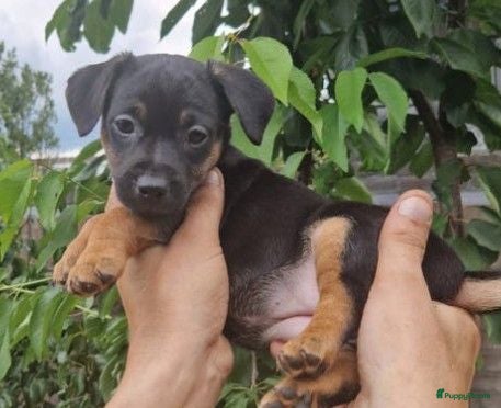 Jack Russel Terriër honden ♥️Lieve JackRussel pups🐶 2Teefjes🩷🖤🤎🔎🏡♥️ - Advertentie 2