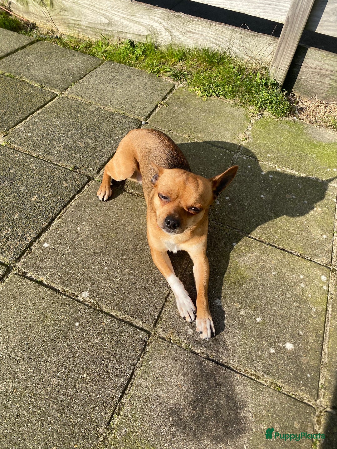 Chihuahua honden te koop: Chihuahua te koop in Almere - Afbeelding 2