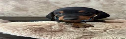 Teckel (korthaar)  honden te koop: Prachtige dwerg teckels  - Advertentie 6