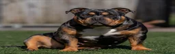Amerikaanse Bully honden te koop: American Bully pocket pups verwacht  - Advertentie 1