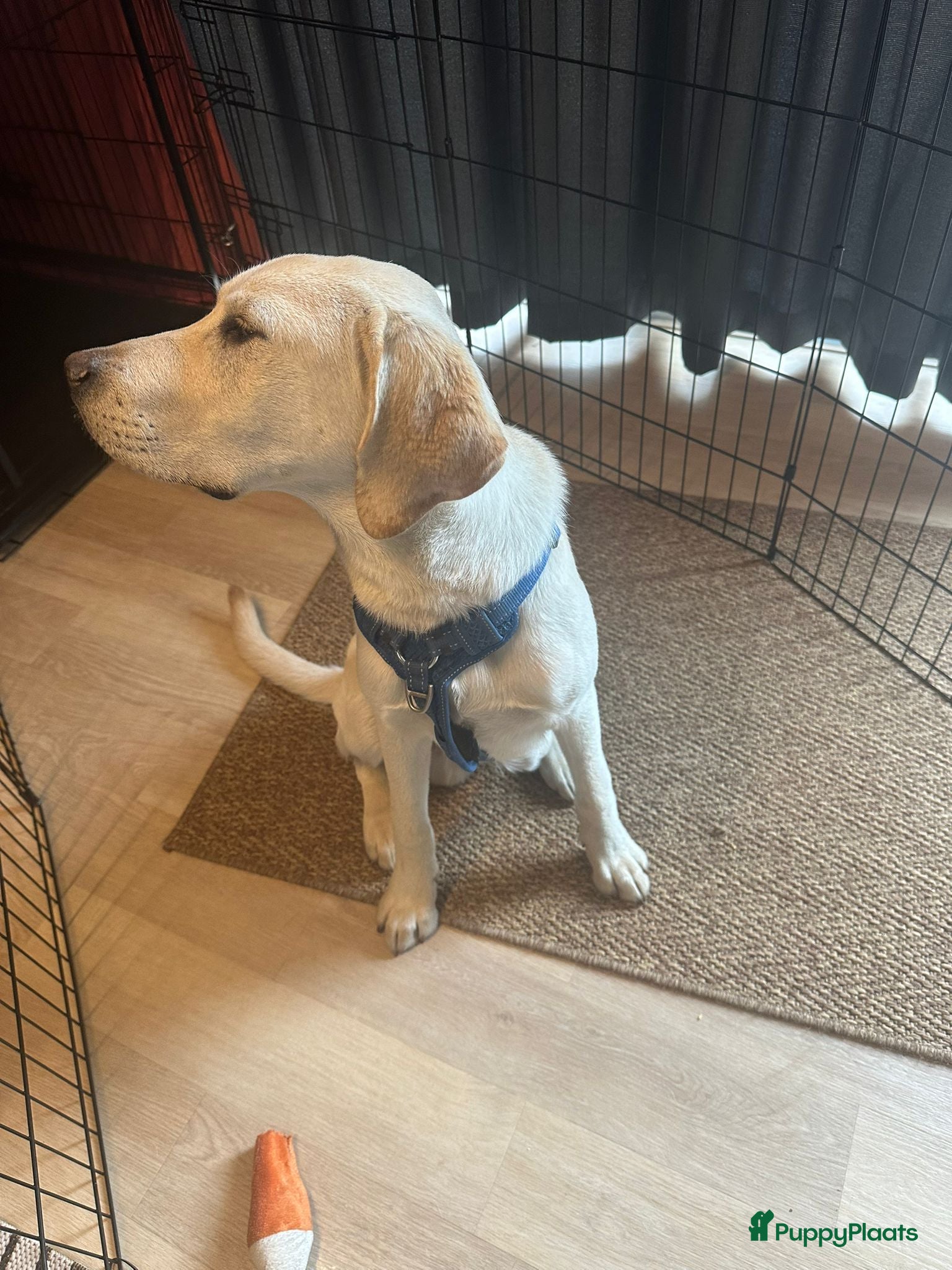 Labrador Retriever honden Loving New Home Wanted for Our 6-Month Labrador - Advertentie 1