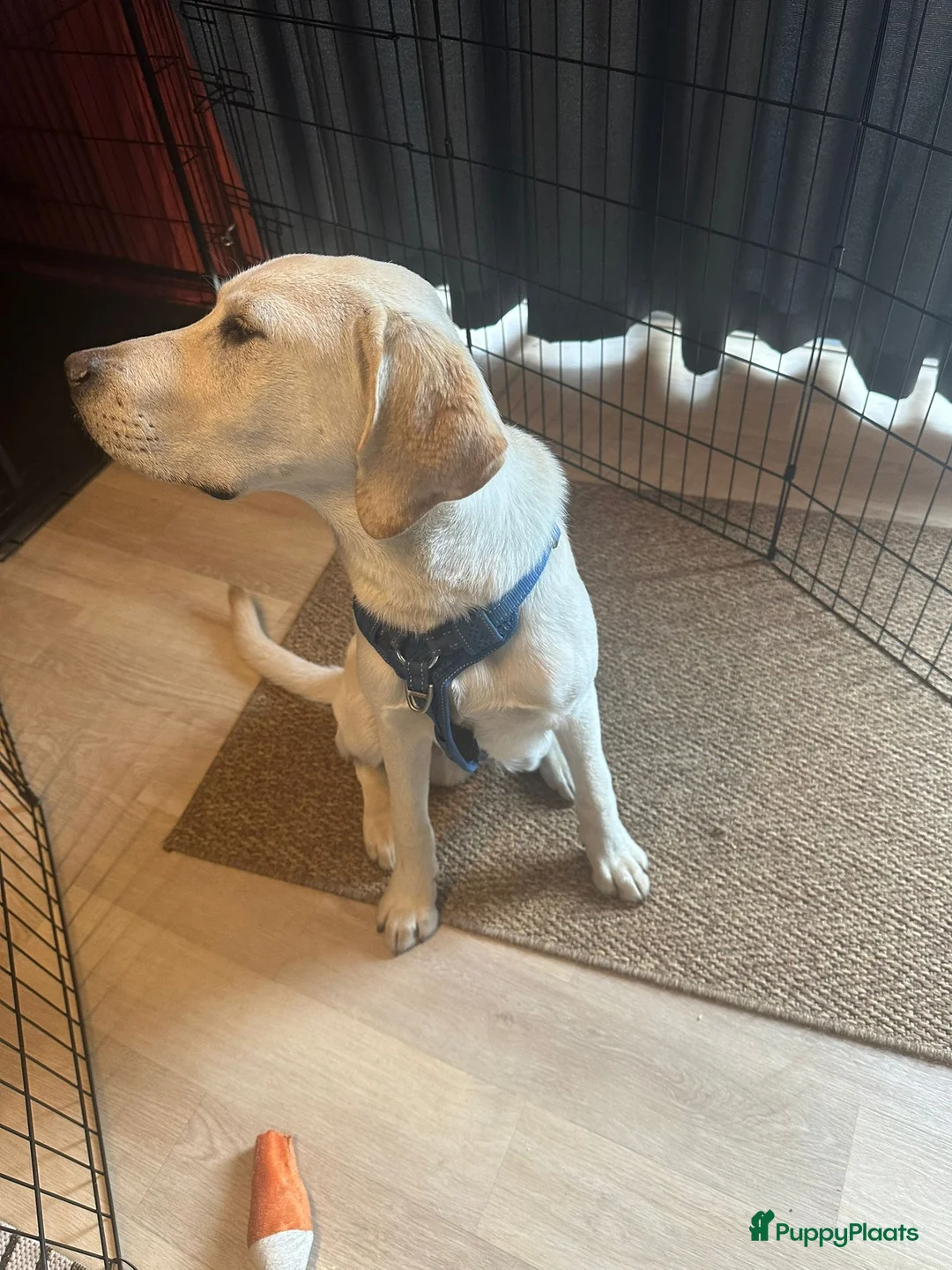Labrador Retriever honden te koop: Loving New Home Wanted for Our 6-Month Labrador - Advertentie 1