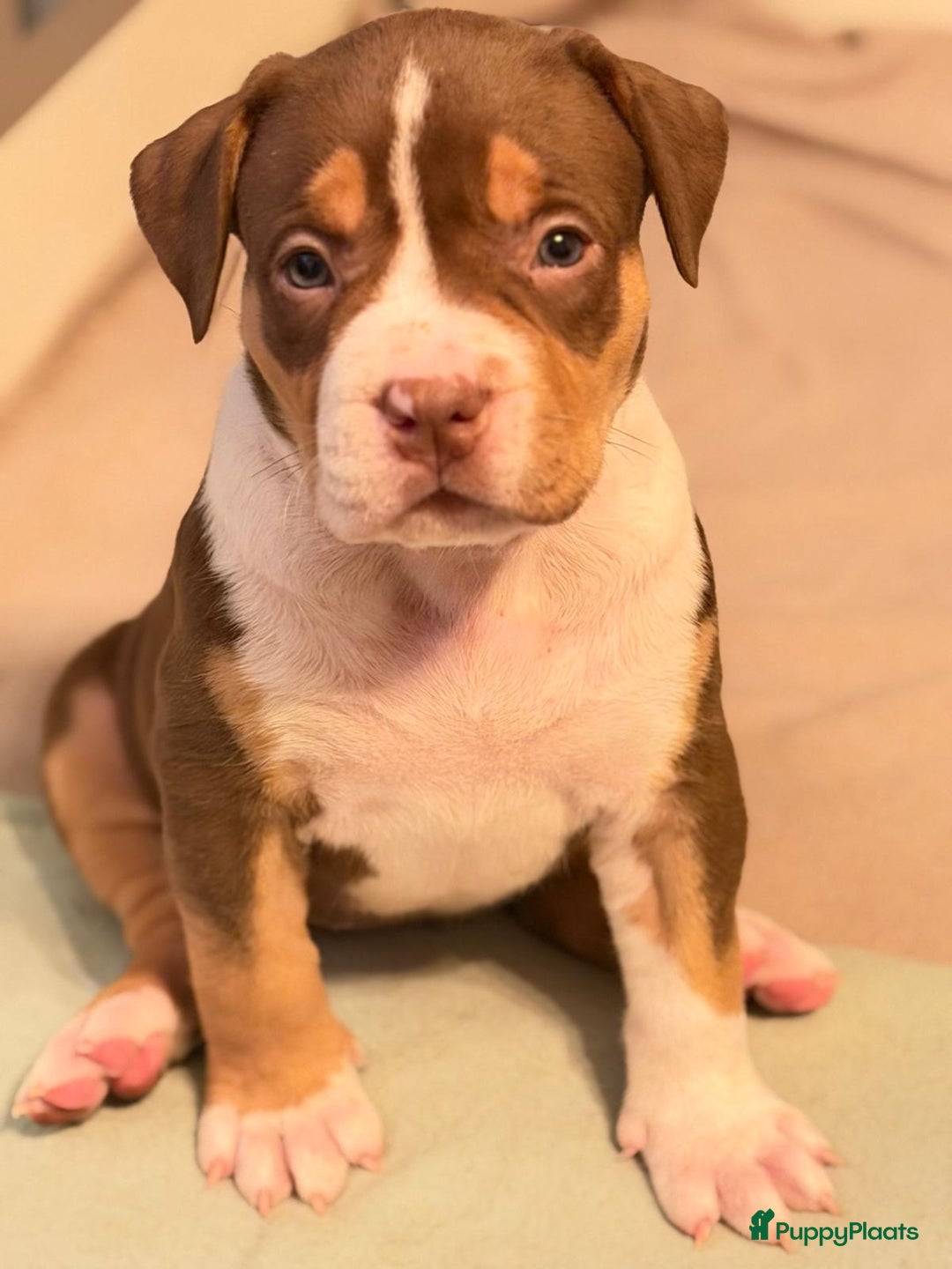 Amerikaanse Bully honden te koop: Pups Bully XL beide ouders kampioen - Advertentie 16