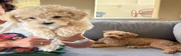 Poedel Toy honden te koop: Toy poedelpups in Bussum - Advertentie 2