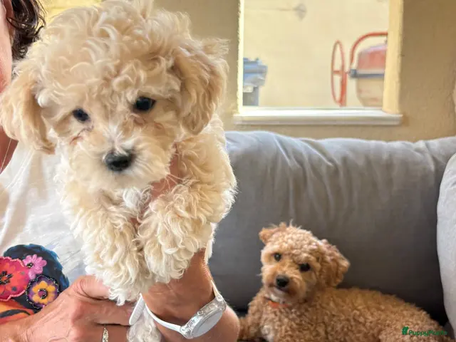 Poedel Toy honden te koop: Toy poedelpups - Advertentie 2