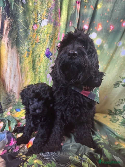 Australian Labradoodle honden Te koop Australië labradoodle met stamboom - Advertentie 11