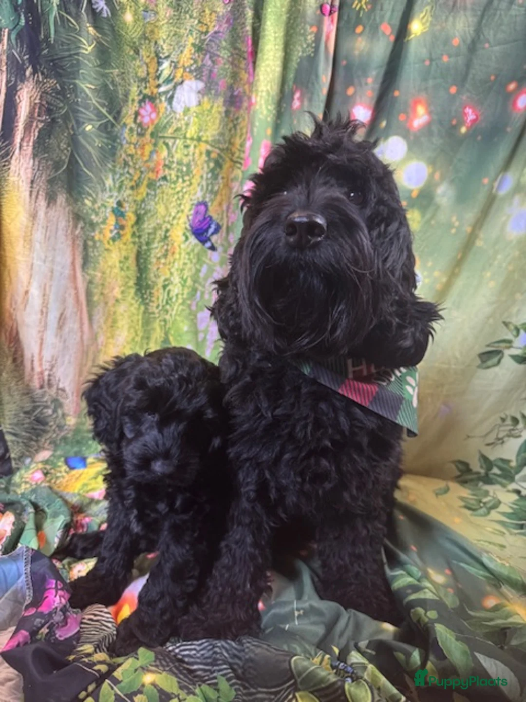 Australian Labradoodle honden te koop: Te koop Australië labradoodle met stamboom - Advertentie 1