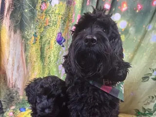 Australian Labradoodle honden Te koop Australië labradoodle met stamboom - Advertentie 11