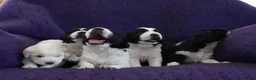 Kruising honden te koop: Gouden huis gezocht - Advertentie 14