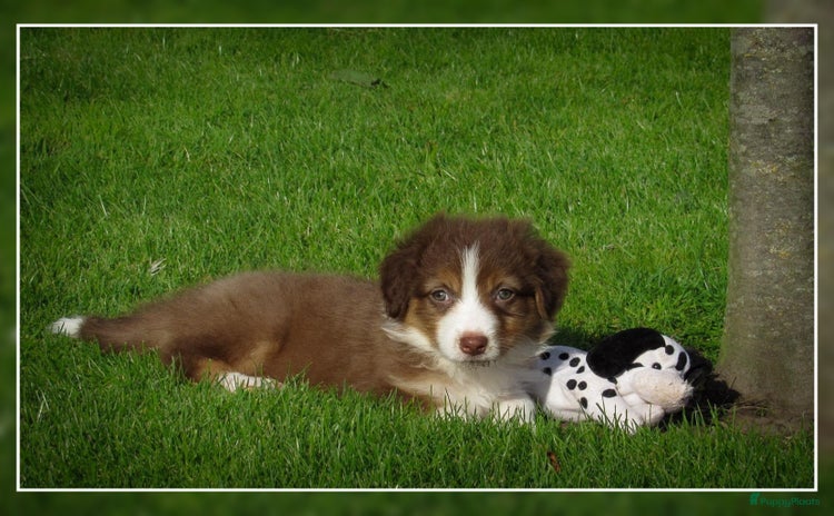 Australian Shepherd honden - Advertentie 1