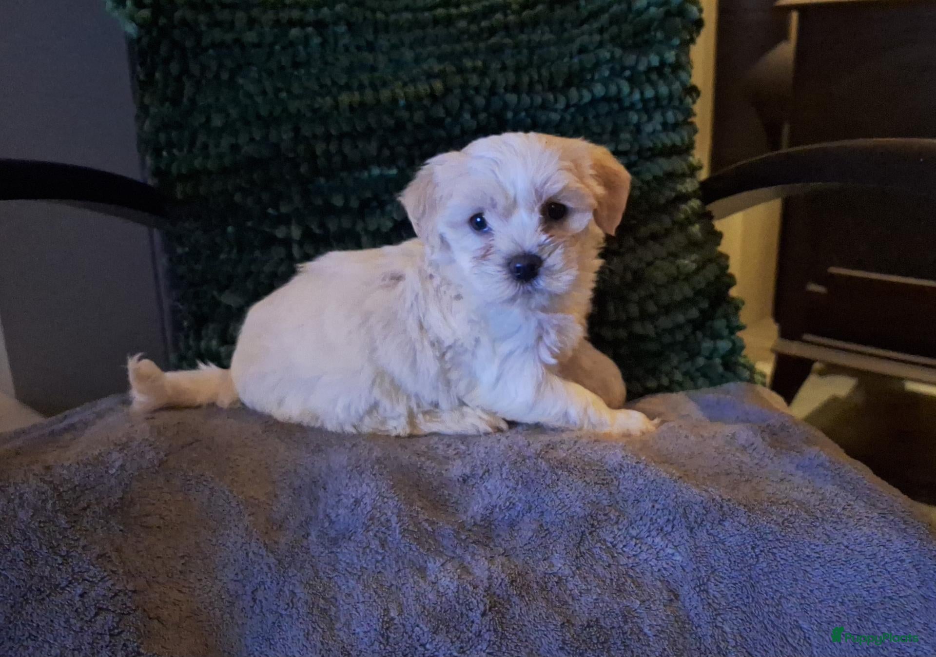 Maltipoo honden Maltipoo pups. Ouders aanwezig.  - Advertentie 1