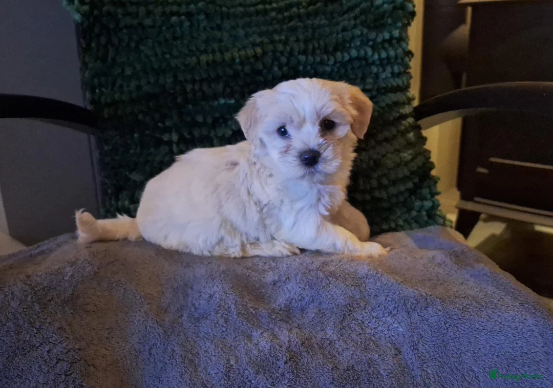 Maltipoo honden te koop: Maltipoo pups. Ouders aanwezig.  - Advertentie 1