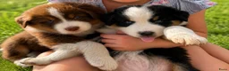 Australian Shepherd honden te koop: Aussies pups zoeken een gouden mandje  - Advertentie 3