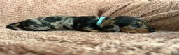Ruwhaar Teckel honden te koop: De liefste getijgerde ruwharige teckel pups - Advertentie 5