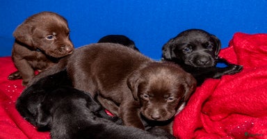 Labrador Retriever honden - Advertentie 8