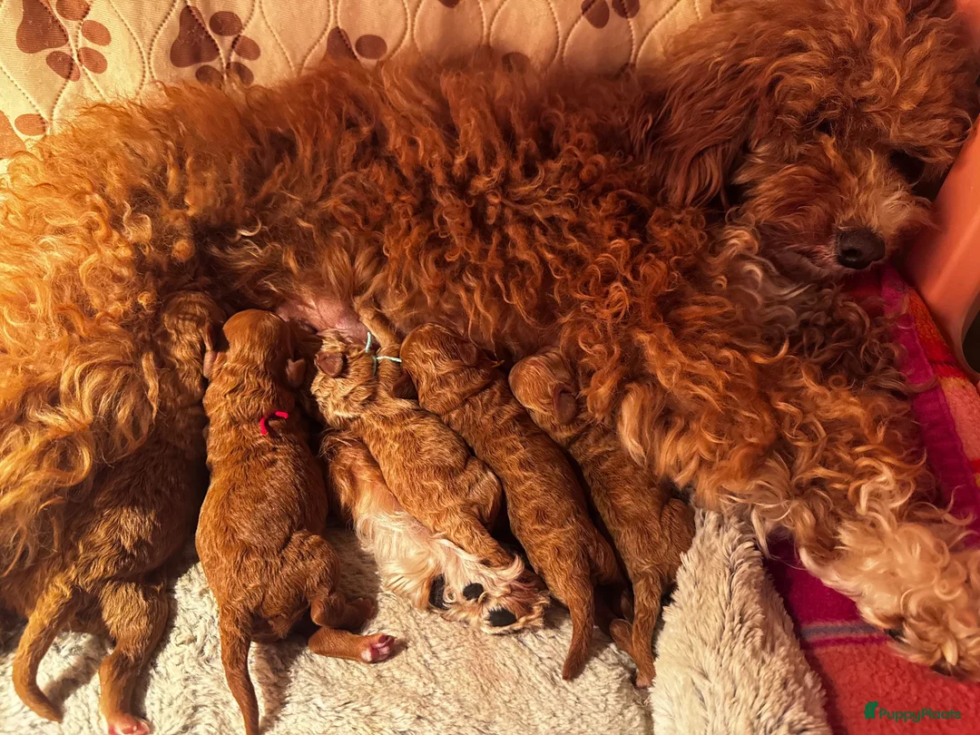 Maltipoo honden te koop: Maltipoo puppy's te koop - Advertentie 9