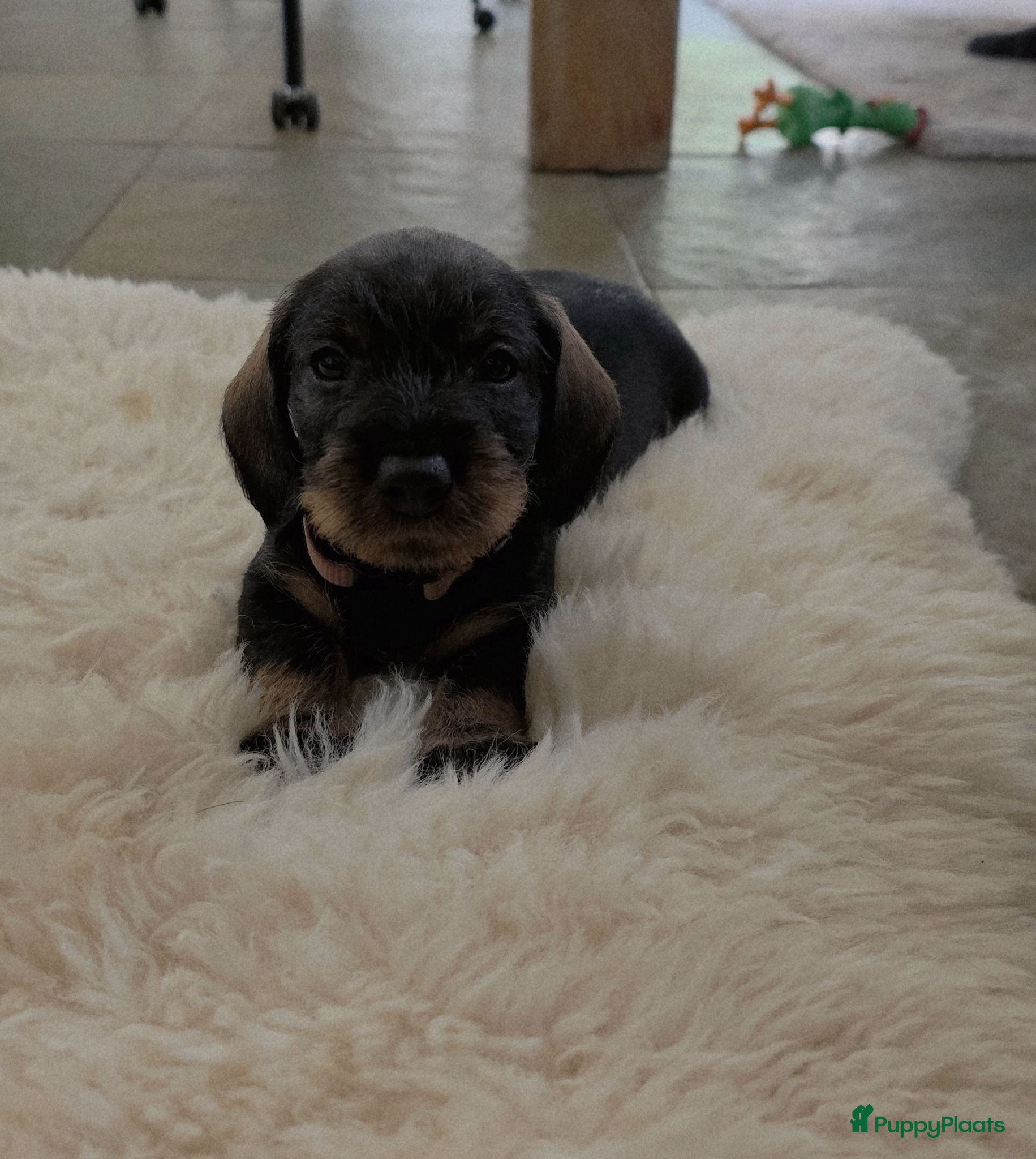 Ruwhaar Teckel honden Ruwharige teckelpups lief karakter en stamboom - Advertentie 1