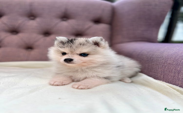 Pomsky honden - Advertentie 6
