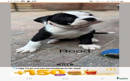 Old English Bulldog honden te koop: Old english bulldog x pocket bully xl  - Afbeelding 1
