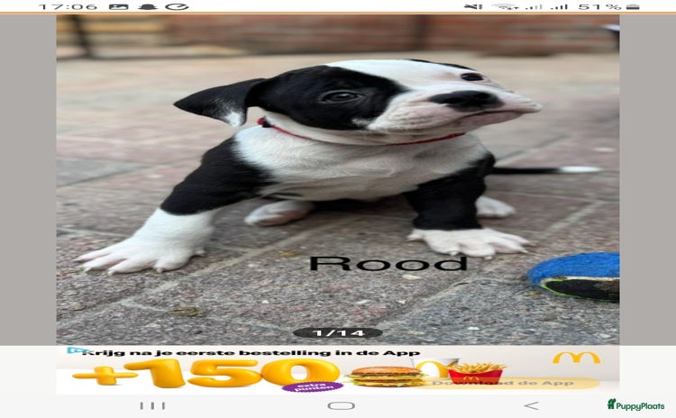 Old English Bulldog honden - Advertentie 14