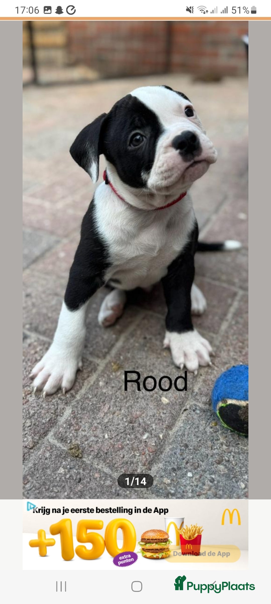 Old English Bulldog honden te koop: Old english bulldog x pocket bully xl  - Afbeelding 1