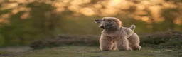 Kruising honden te koop: Dwergpoedel x Boompoo pups  - Advertentie 37